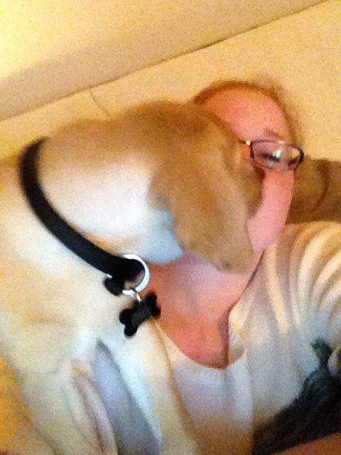 Labrador retriever Carlos billede 9