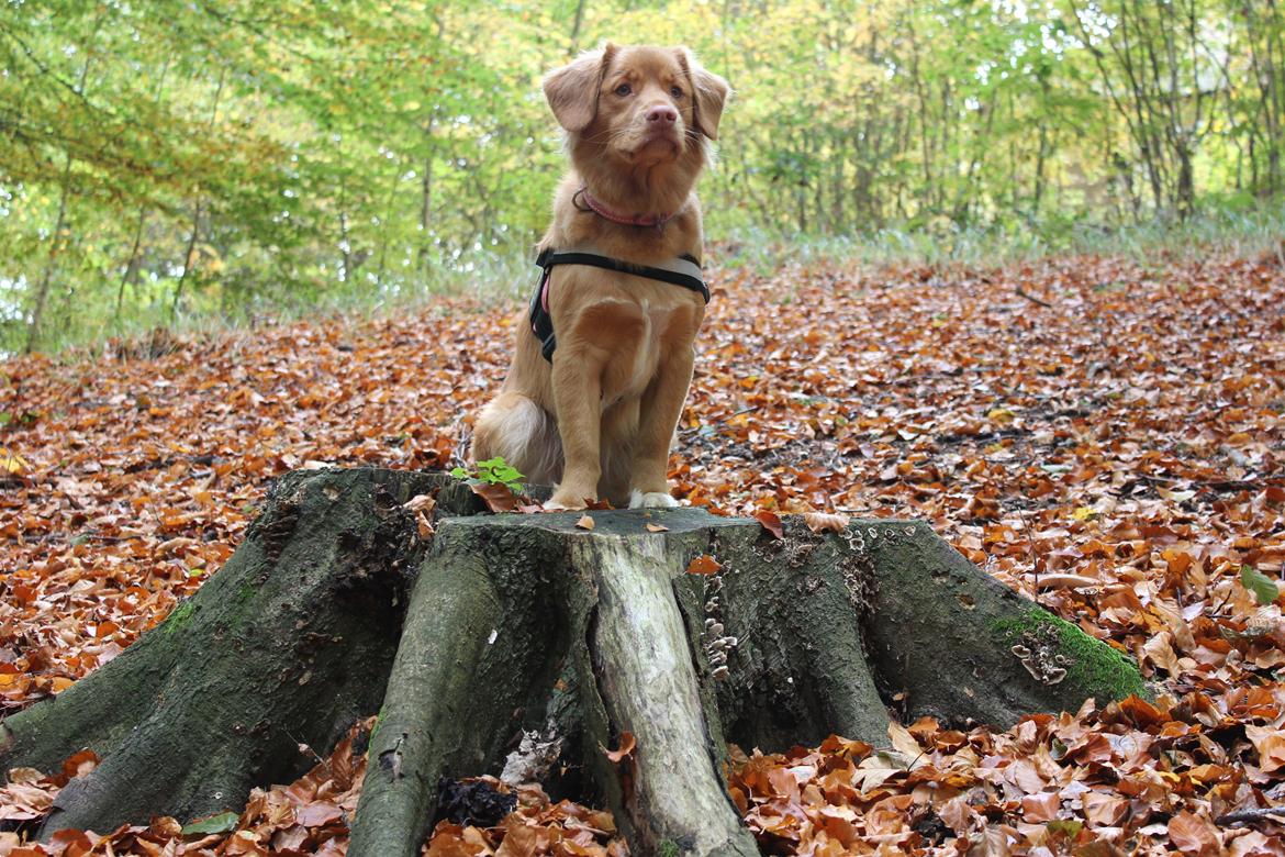 Nova scotia duck tolling retriever Mika "Himmelhund"  billede 18