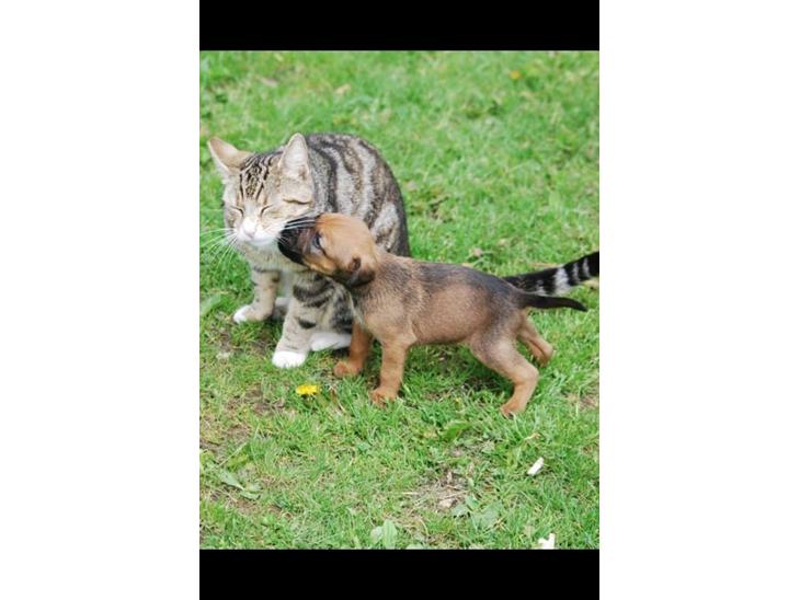 Blanding af racer Rottweiler/Labrador/Boxer ENZO billede 1