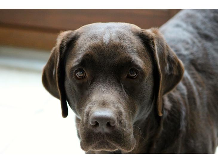 Labrador retriever Lab Luna´s Enestående Liva billede 1