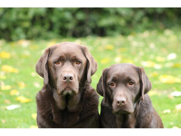 Labrador retriever LabLunas Buldrende Bufas (Ludvig) - Ludvig og Lillesøster Liva billede 1