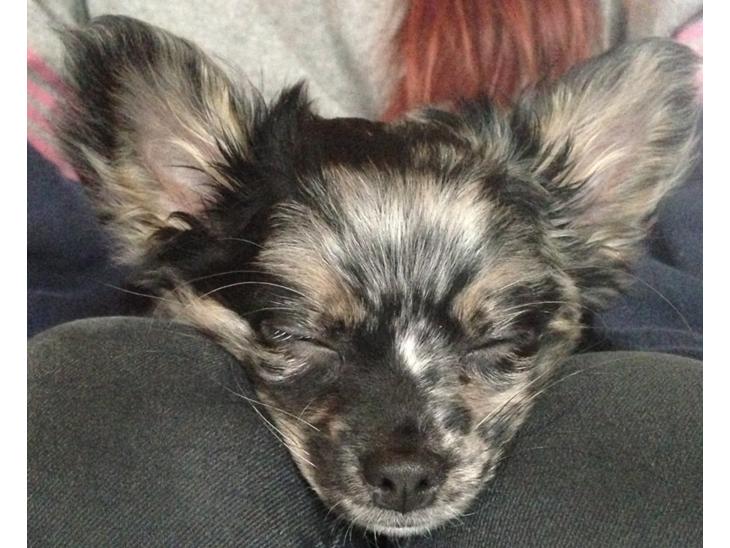 {{currentPhoto.altText}} billede {{currentPhoto.number}}