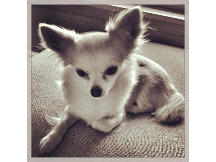 {{currentPhoto.altText}} billede {{currentPhoto.number}}