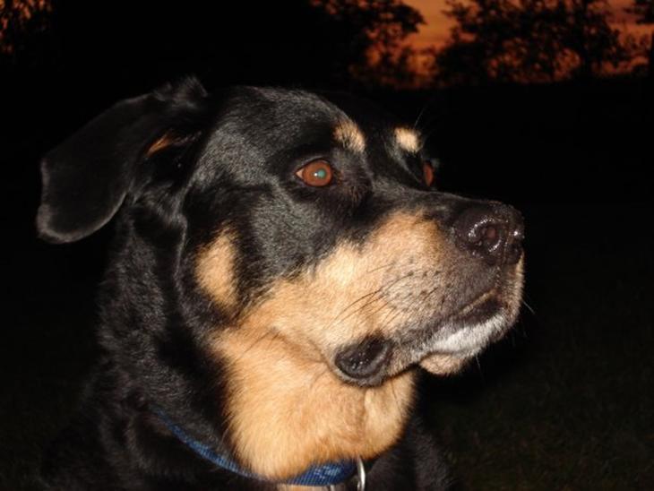 Blanding af racer Chico R.I.P 5/12/2011 :´( billede 1