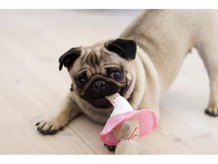 Mops Thilde billede 1