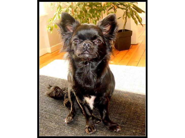 {{currentPhoto.altText}} billede {{currentPhoto.number}}