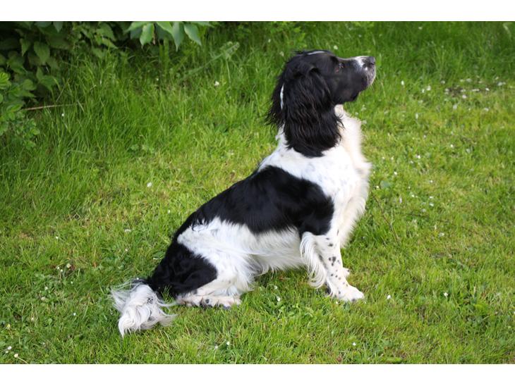 Field Trial spaniel Sacho billede 1