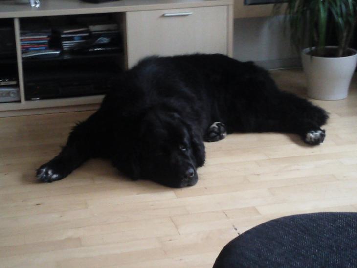Newfoundlænder R.I.P Ludwig billede 1
