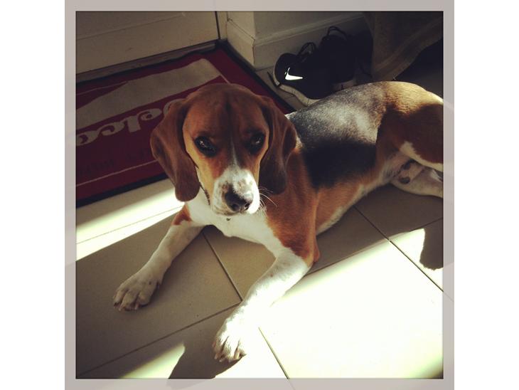 Blanding af racer Beagle/Basset - Walther billede 1