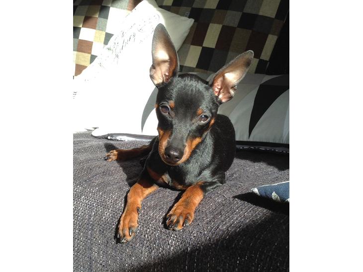 {{currentPhoto.altText}} billede {{currentPhoto.number}}