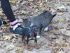 Dvaergpinscher Rødkildes Nyah
