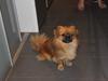 Tibetansk spaniel Simba
