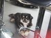 Tibetansk spaniel Sputnik