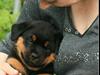 Rottweiler Lijepo´s Carmi