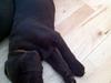 Labrador retriever Molly