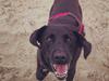 Labrador retriever Raja [ Himmelhund]