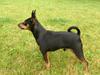 Dvaergpinscher Rødkildes Coco