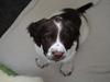 Engelsk springer spaniel Famous Victor
