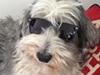 Bearded collie Shetlanas Independent Baloo (Baloo)