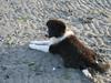 Border collie Soulshocks Sally
