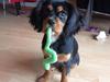 Cavalier king charles spaniel Siff Cavalier king charles spaniel Siff