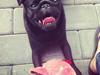 Mops Vera