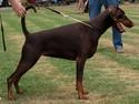 Dobermann Brown Chief Ayden