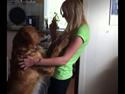 Golden retriever Speedy
