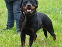 Rottweiler Yake Ozza