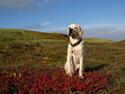 Labrador retriever Django*himmelhund*