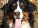 Berner sennenhund Carmen