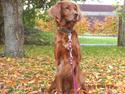 Irsk setter Thea
