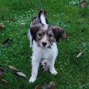 Blanding af racer Louis.