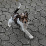 Blanding af racer Louis.