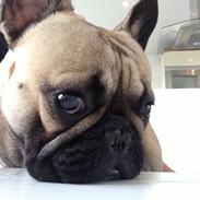 Fransk bulldog Albert