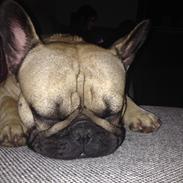Fransk bulldog Albert