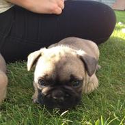 Fransk bulldog Albert