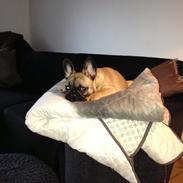 Fransk bulldog Albert