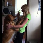 Golden retriever Speedy