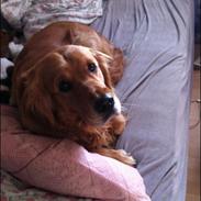 Golden retriever Speedy