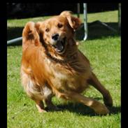 Golden retriever Speedy
