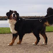 Berner sennenhund Bella