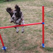 Field Trial Cockerspaniel Sally