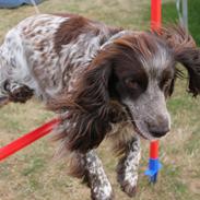 Field Trial Cockerspaniel Sally