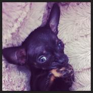 Blanding af racer Marley