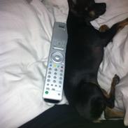 Blanding af racer Marley