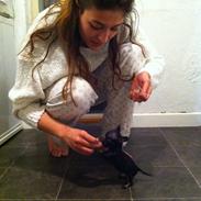 Blanding af racer Marley