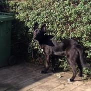 Blanding af racer Diego