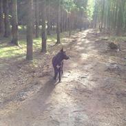 Blanding af racer Diego