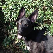 Blanding af racer Diego